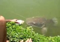 Massive fish eats Massive Fish..... Very