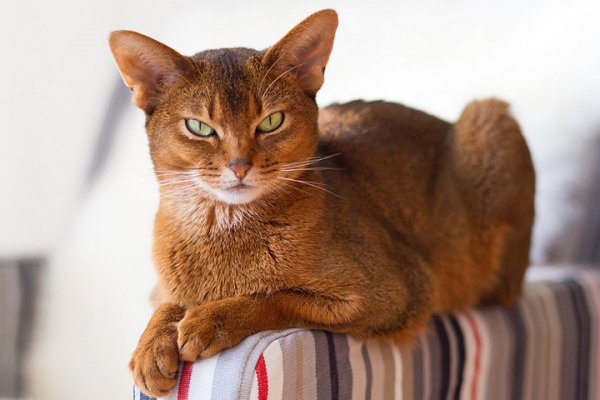 Abyssinian-1-th