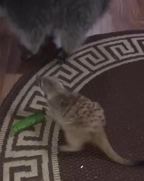 Raccoon and Meerkat Get into a Scrape Over Scraps ViralHog