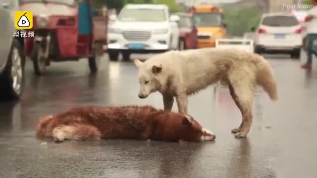 В Китае дворняга попыталась