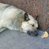 Весело и вкусно в Макдоналдс