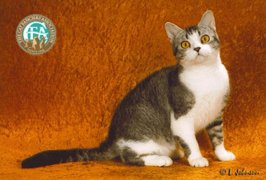 American wirehair2
