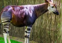 Окапи животное похожее на жирафа и зебру одновременно