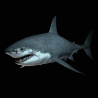 animated 3d shark