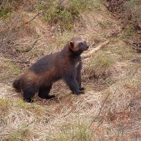 px-Wolverine Kristiansand Zoo