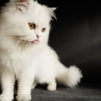 Персидская кошка (5)