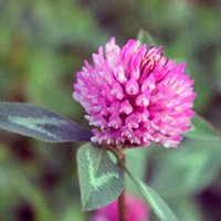 Trifolium pratense0