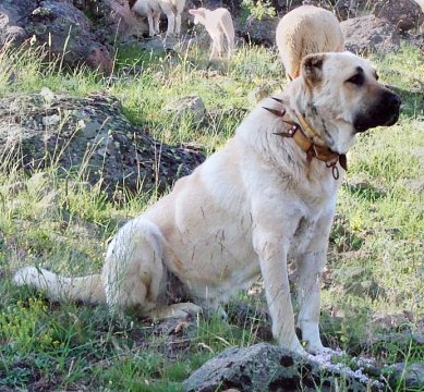 Kangal dog with spikey collar, Turkey