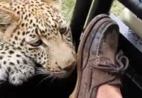 Moment tourist experiences close encounter with young leopard