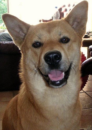 Jindo dog face