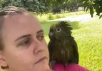Ссора с попугаем