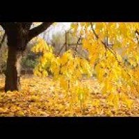 Pulsar-Golden Autumn