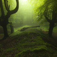 Forest-trees-leaves-grass-moss-trunk-dead-tree-sunlight-soft