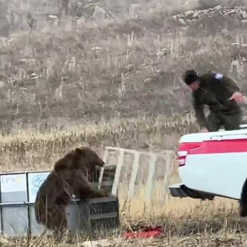 Благотворительная организация выпустила медведя на волю, но