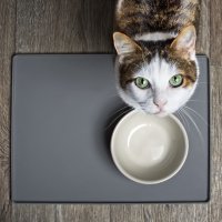 Cat-looking-empty-bowl