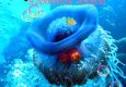 Самые гиганские и ядовитые медузы черного моря