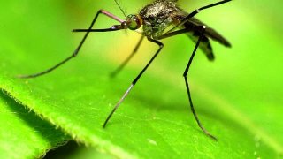 Интересные факты о Комарах