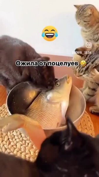 Откачали_(VIDEO_14.06.2024).mp4