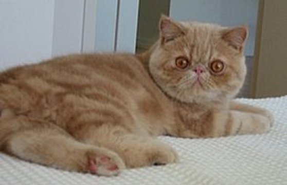 Cream tabby exotic cat