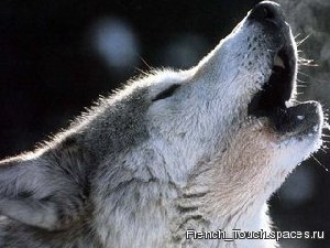 Wolf - Вой волка