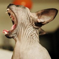 sphynx cats 4