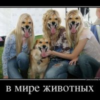 в мире животных