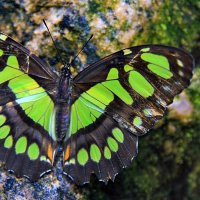 Green-Butterfly-2560x1600