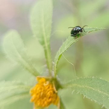 Блошка (Altica oleracea) вид жуков-листоедов