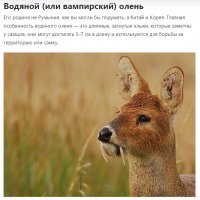 Водяной (или вампирский) олень