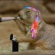 hippyprairiedog