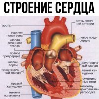 Строение сердца