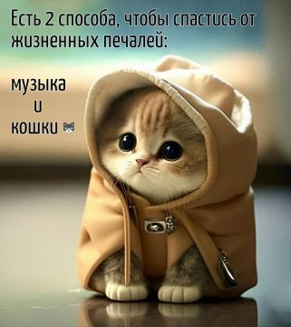 Музыка и кошки