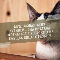 Курица