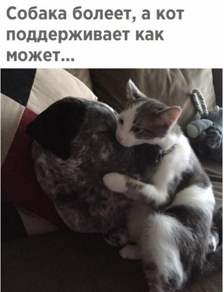 Кот