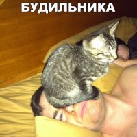 Котобудильник