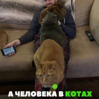 А человека в котах