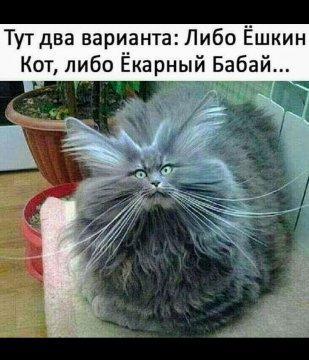 КотЭ)