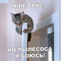 Я не трус...