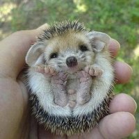 Hedgehog