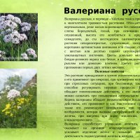 Валериана русская