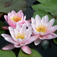 Nymphaea Carnea