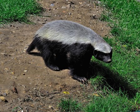 honey-badger