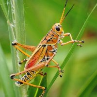 bb91fd3614dff9f3c03b0dc7f0--insects-grasshoppers