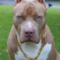 Dog-pitbull-with-gold-necklace-qq5xihw5qpy1eb0t