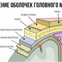 Все оболочки мозга