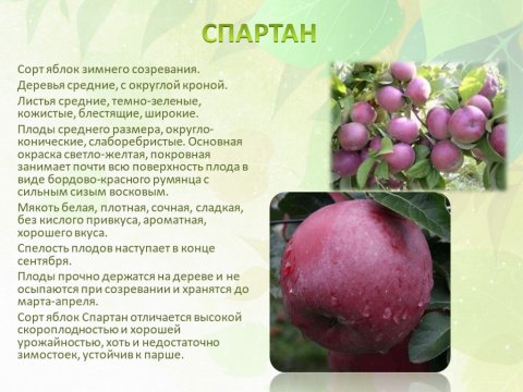 Спартан