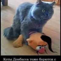 Коты Донбасса...