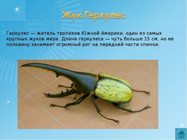 Жук Геркулес