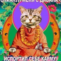 Кот мудрец