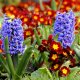 Lowers hyacinths and primroses on a flower bed 113155